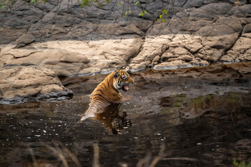 wild female bengal tiger or panthera tigris at ranthambore national park rajasthan india. tigress chilling cooling off body in water angry face expression in hot condition summer season forest safari