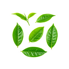 Obraz premium Vibrant green tea leaves isolated on eco food leaf on transparent background