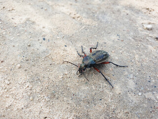 Carabus arcensis, wood beetle, field beetle brown close-up crawling on the ground.