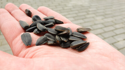 Sunflower seeds in the palm of a woman's hand, roasted sunflower seeds,delicious,food.