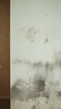 Interior view of wall and curtain with mold and dampness on white plaster. Damaged wall and room corner, moisture damage.