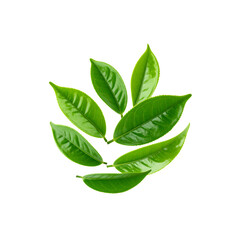 Obraz premium Vibrant green tea leaves isolated on eco leaf food on transparent background