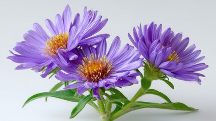 Fototapeta premium Purple asters isolated on white background in full bloom