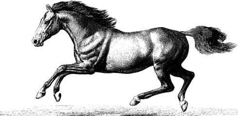 Fototapeta premium Dynamic engraved illustration of a galloping horse with bold black lines