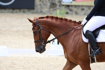 Obraz premium Female Rider Performing Dressage Test with Horse in Competition Arena