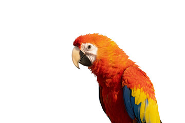 Scarlet Macaw free flying bird  isolated on white background. This has clipping path.