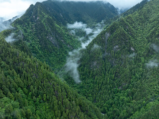Aerial view of  beautiful foggy forest mountain landscape
