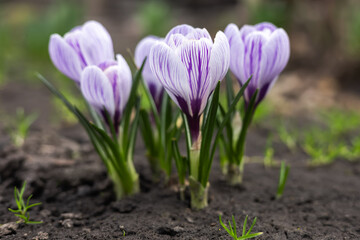 Crocus blossom, crocuses Crocus as a still life