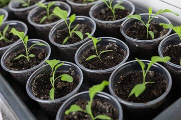 Vegetable seeding in pots on window sill