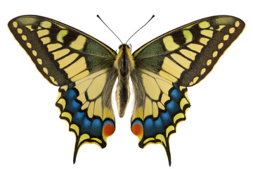 Stunning Close-Up of a Yellow and Blue Butterfly