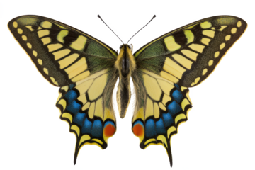 Stunning Close-Up of a Yellow and Blue Butterfly