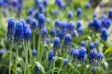 Muscari flowers, Muscari armeniacum, Grape Hyacinths spring flowers blooming in april and may.