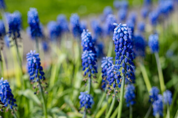 Muscari flowers, Muscari armeniacum, Grape Hyacinths spring flowers blooming in april and may.