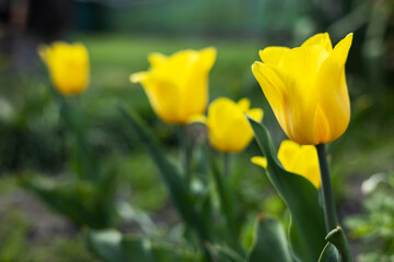 Obraz premium yellow tulip flower over blur green leaf background in the garden