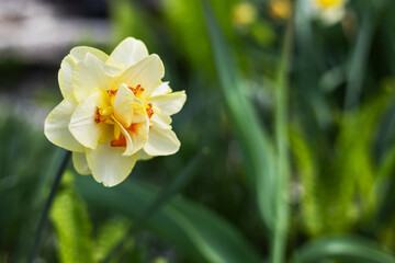 Narcissus Yellow, Closeup of beautiful yellow daffodil blooming in the Spring garden