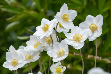 Anemonoides sylvestris Anemone sylvestris, known as snowdrop anemone or snowdrop windflower,