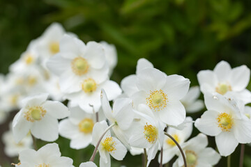 Anemonoides sylvestris Anemone sylvestris, known as snowdrop anemone or snowdrop windflower,