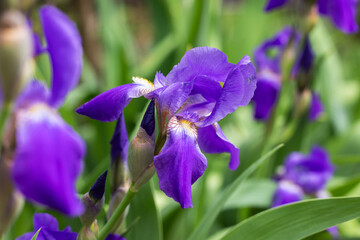 Beautiful close-up of a colorful purple iris