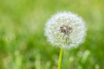 Fototapeta premium White Dandelion flower close up. Nature background. Fluffy flower. Fluffy dandelion head.