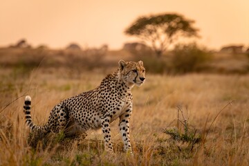 African cheetah in golden sunset savanna