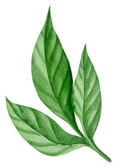 Pink garden flowers isolated on white background, watercolor illustration. Pink floral bouquet, burgundy peonies border. lilac hydrangea, frame, wreath. Summer design. Wedding invitation