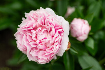 Close-up of a pink peony (Paeonia suffruticosa)