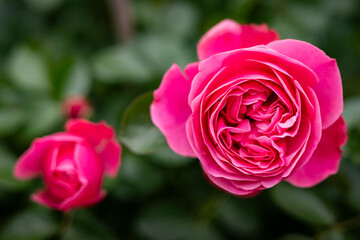 Close-up of the blossom of a pink historic English rose