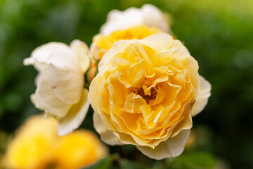 Close-up of the blossom of a yellow historic English rose