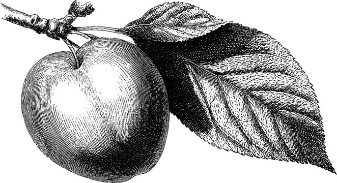Engraved illustration of plum with leaves in bold black lines for vintage botanical art designs