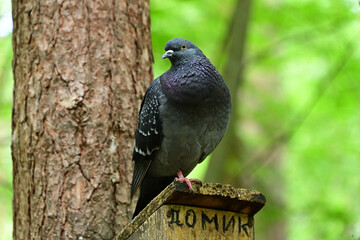 A pigeon that lives without a leg on a bird feeder in the park.