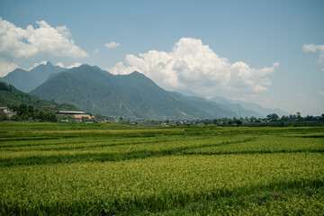 In the background of the lush green field, rice plants sway gently as nature prepares for harvest on the peaceful farm, where every blade tells a story of growth.