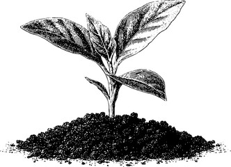 Engraved botanical illustration of seedling growth. Detailed black line drawing sketch of plant sprout with leaf artwork
