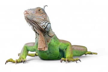 Green Iguana (also known as Common or American iguana) isolated on white background. mostly herbivorous species of lizard of the genus Iguana. It is native to Central America, South America.