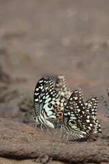 Close-up of a beautiful red admiral butterfly with colorful wings on a vibrant summer flower in the garden