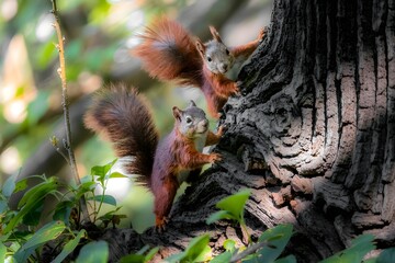 Two red squirrels on a tree trunk in a forest