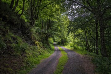 Fototapeta premium Serene Fork in the Woods: A Narrow Path Through Lush Green Forests of Northern Ireland