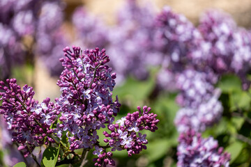 close up of lavender flowers