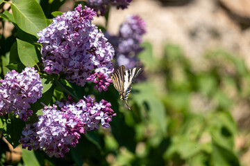 lilac flowers on a green background