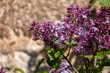 Obraz premium lilac flowers in the garden