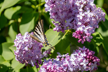 butterfly on lilac