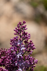 Obraz premium lilac flowers in the garden