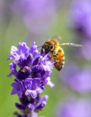 Macro Honeybee on Lavender Flower: Close-up of Bee Pollinating in Sunny Blooming Garden. Symbolizing Nature's Ecosystem, Biodiversity, Sustainable Agriculture & Vibrant Summer Blooms