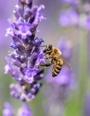 Macro Honeybee on Lavender Flower: Close-up of Bee Pollinating in Sunny Blooming Garden. Symbolizing Nature's Ecosystem, Biodiversity, Sustainable Agriculture & Vibrant Summer Blooms