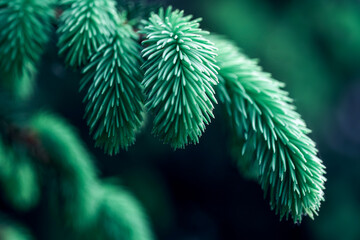 Macro photography of young, fresh blue spruce branches showing the detailed texture and vibrant color of the coniferous forest.