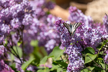 lavender flowers in the garden