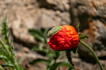 Obraz premium red poppy flower