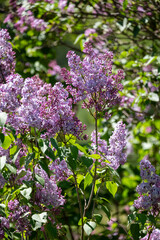 purple lilac flowers