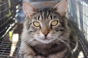 Classic tabby house cat, Looking towards camera. Beautiful tabby gray cat with big eyes resting outdoors, shelter for homeless animals, cat rescue center.
