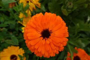 Bright orange pot marigold blooming in garden