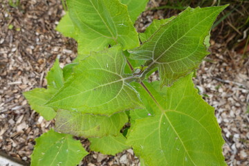 Yacon plant growing in garden with mulch